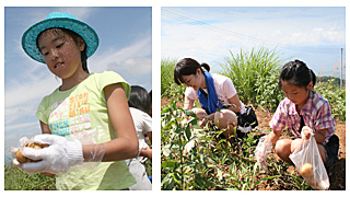 野菜の収穫